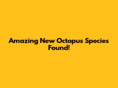 Amazing New Octopus Species Found!