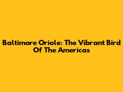 Baltimore Oriole: The Vibrant Bird Of The Americas