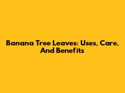 Banana Tree Leaves: Uses, Care, And Benefits