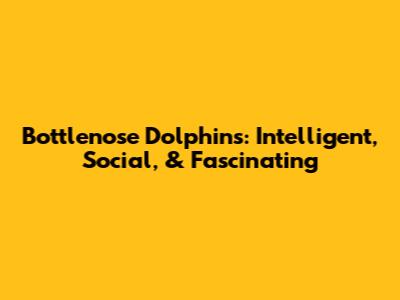 Bottlenose Dolphins: Intelligent, Social, & Fascinating
