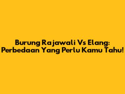 Burung Rajawali Vs Elang: Perbedaan Yang Perlu Kamu Tahu!