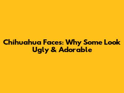 Chihuahua Faces: Why Some Look 'Ugly' & Adorable