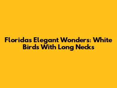 Florida's Elegant Wonders: White Birds With Long Necks