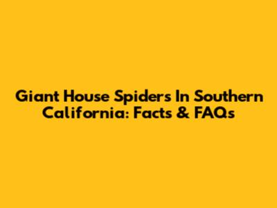 Giant House Spiders In Southern California: Facts & FAQs