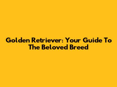 Golden Retriever: Your Guide To The Beloved Breed