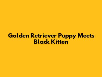 Golden Retriever Puppy Meets Black Kitten