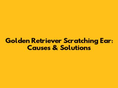 Golden Retriever Scratching Ear: Causes & Solutions
