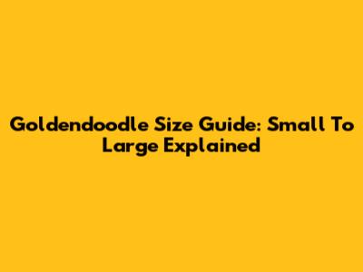 Goldendoodle Size Guide: Small To Large Explained