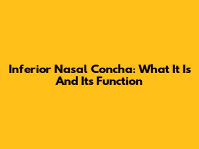 Inferior Nasal Concha: What It Is And Its Function