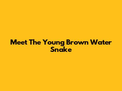 Meet The Young Brown Water Snake