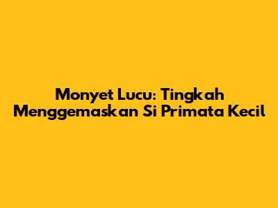 Monyet Lucu: Tingkah Menggemaskan Si Primata Kecil
