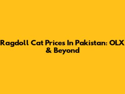Ragdoll Cat Prices In Pakistan: OLX & Beyond