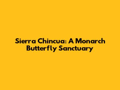 Sierra Chincua: A Monarch Butterfly Sanctuary