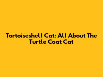Tortoiseshell Cat: All About The Turtle Coat Cat