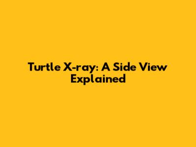 Turtle X-ray: A Side View Explained