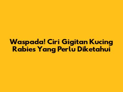 Waspada! Ciri Gigitan Kucing Rabies Yang Perlu Diketahui