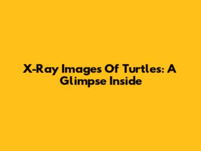 X-Ray Images Of Turtles: A Glimpse Inside